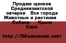 Продам щенков Среднеазиатской овчарки - Все города Животные и растения » Собаки   . Крым,Саки